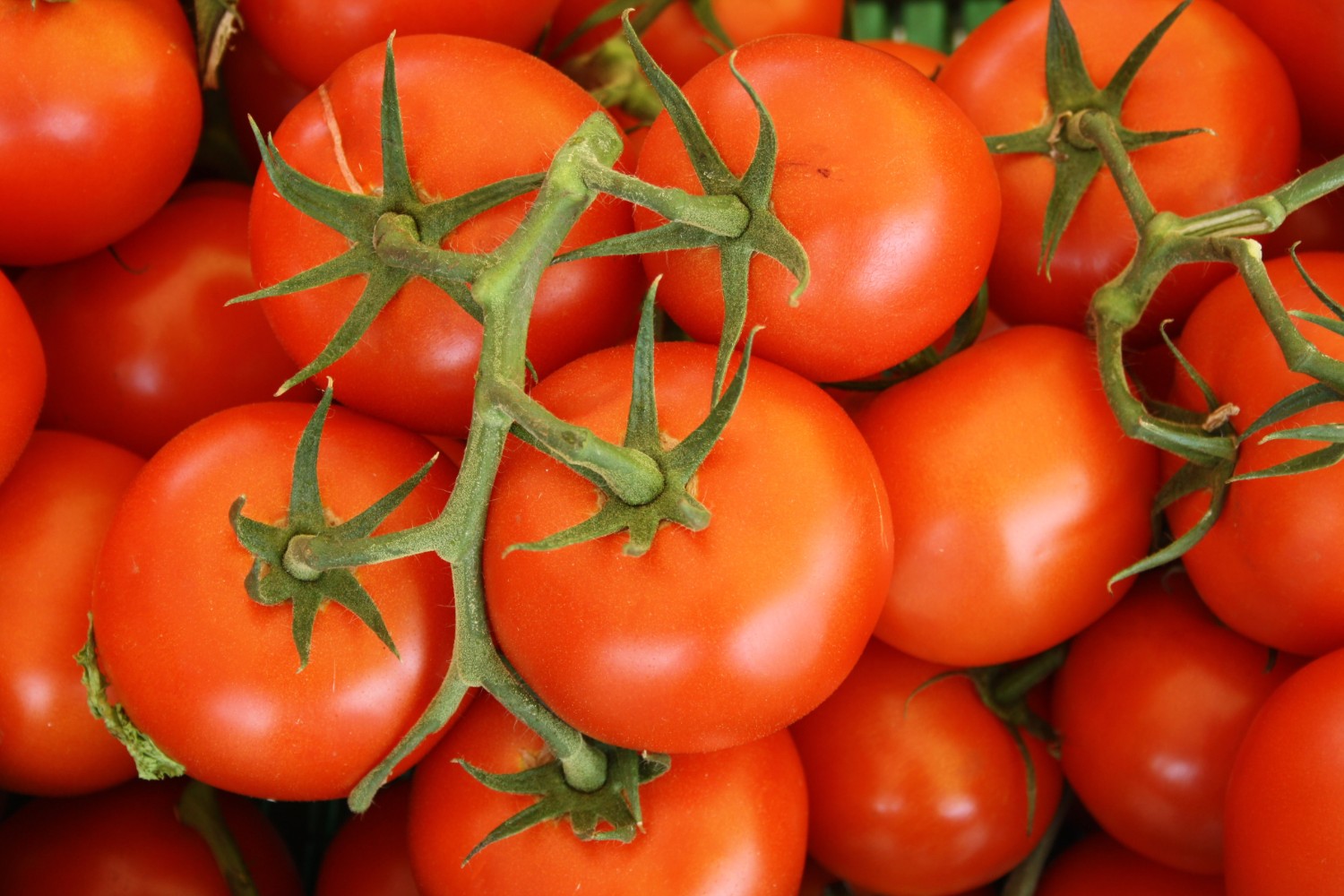 Vine tomatoes