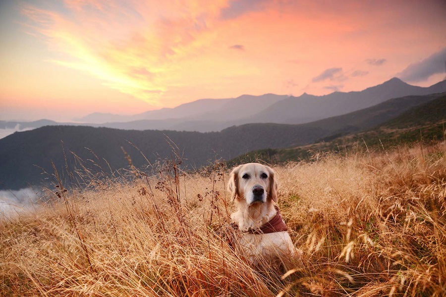 kuluttajadata mediamainonta lemmikit