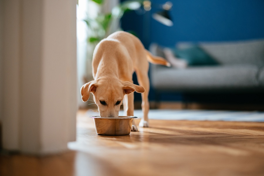 Dog Food