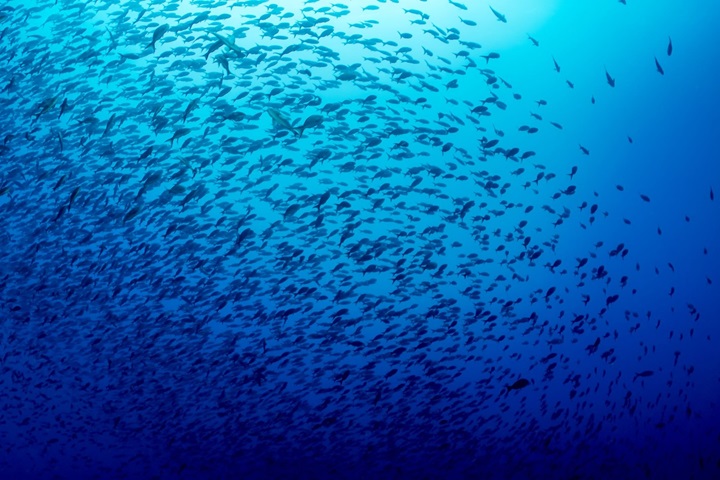 Sustainability biodiversity