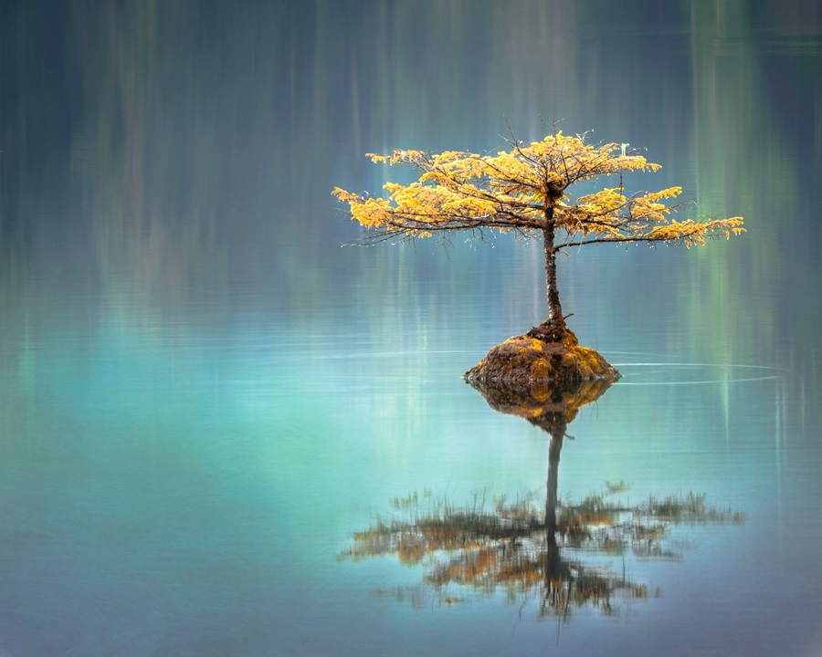 Tree in a lake